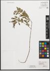 Foto von Salix purpurea L.
